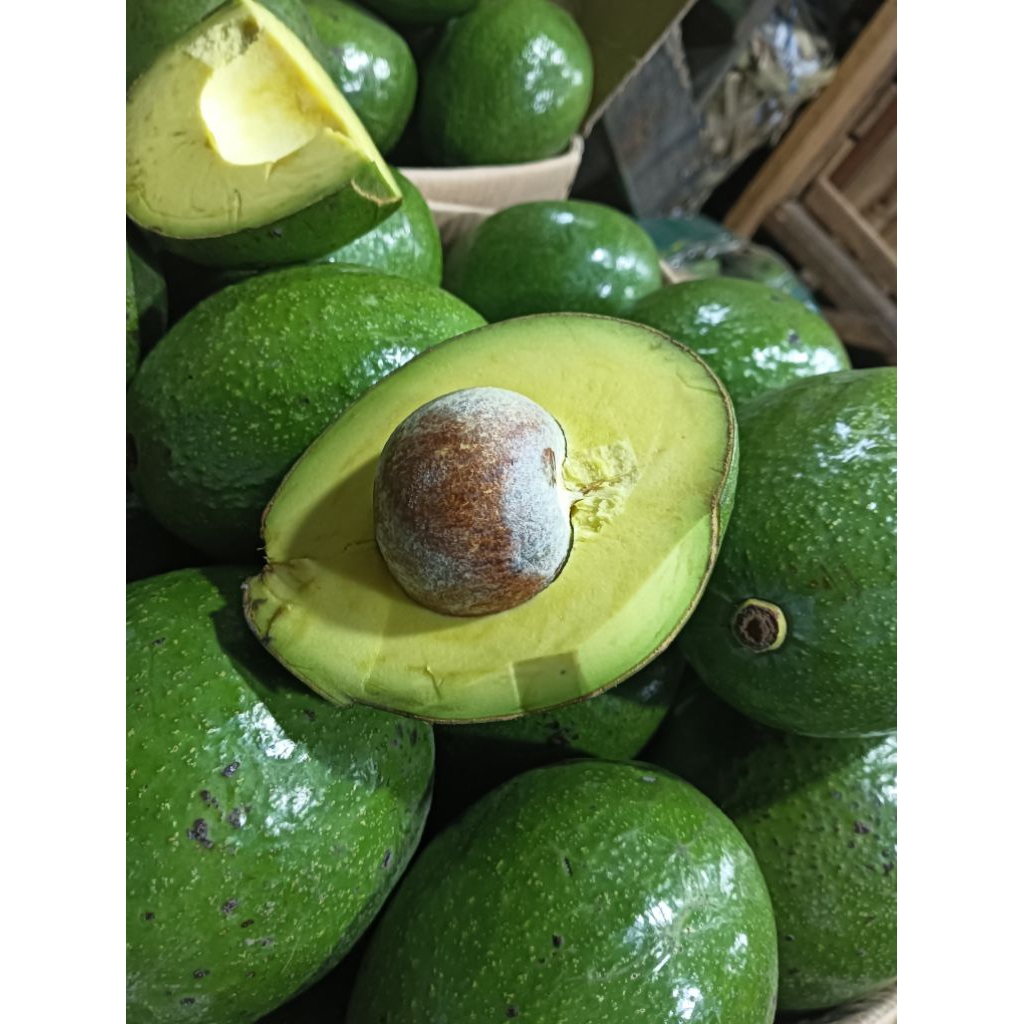 Alpukat Mentega asli Medan