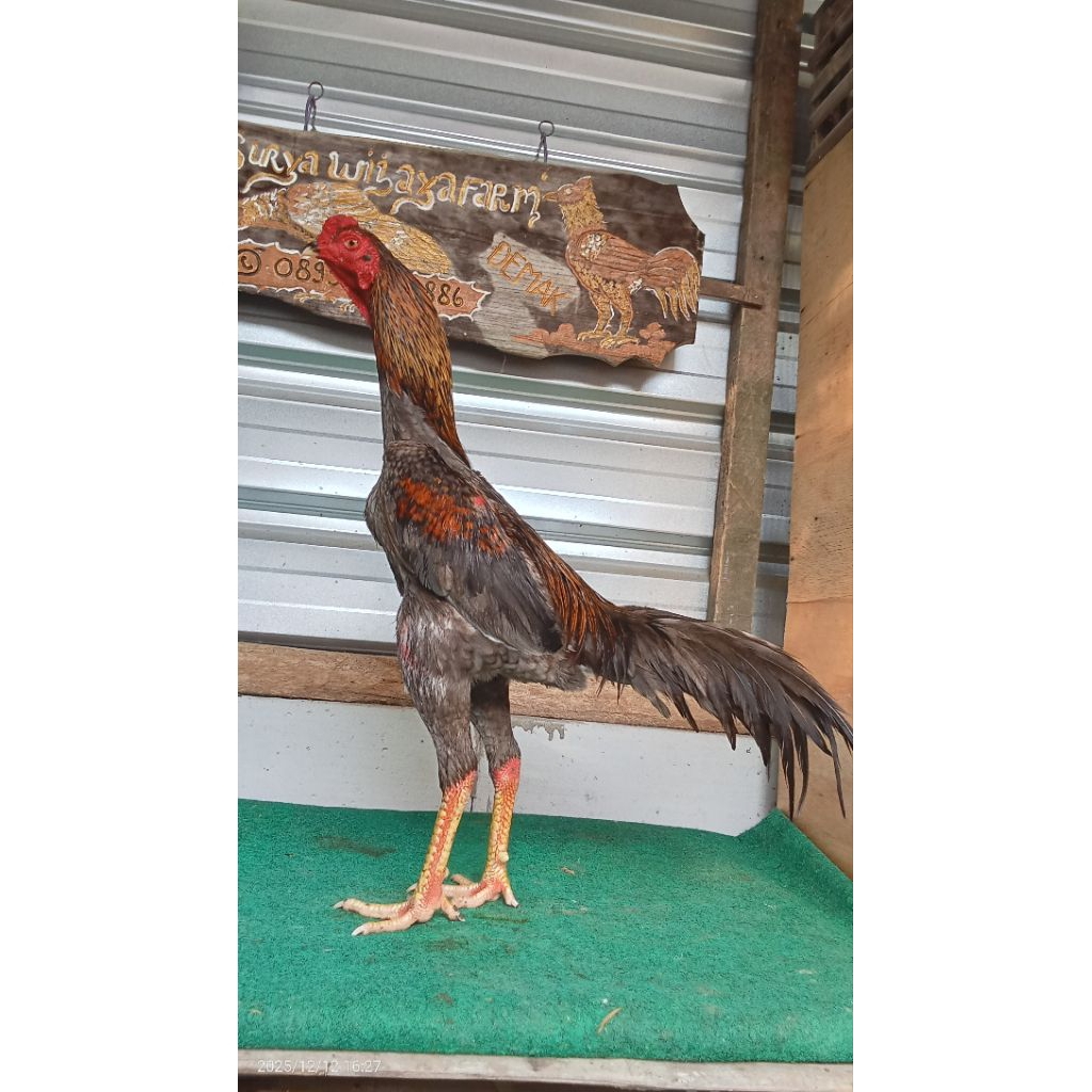 Koyngon 8 Bulan muda berbakat