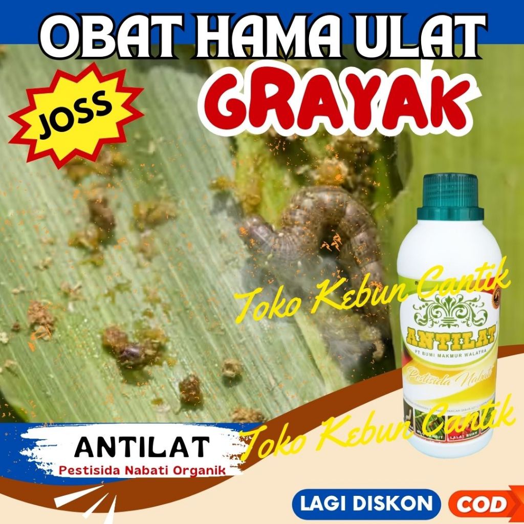 Pestisida Organik Antilat 500ml – Basmi Ulat Grayak, Ulat Tanah, Ulat Daun, Ulat Penggerek Buah deng