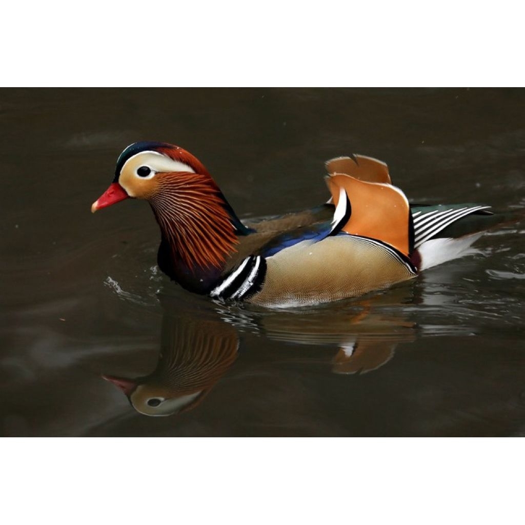 Telur fertil bebek Mandarin 100% ORY