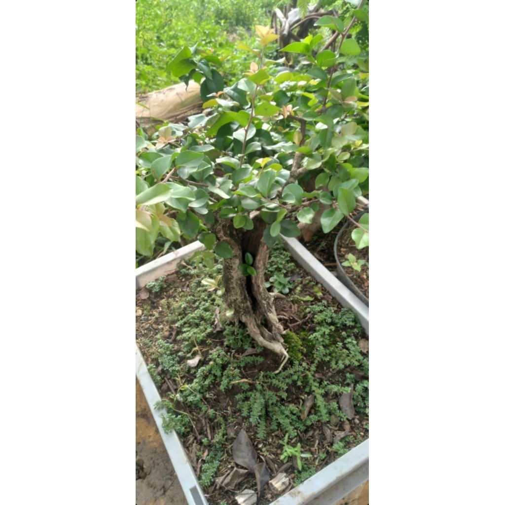 Bonsai rukem pucuk merah