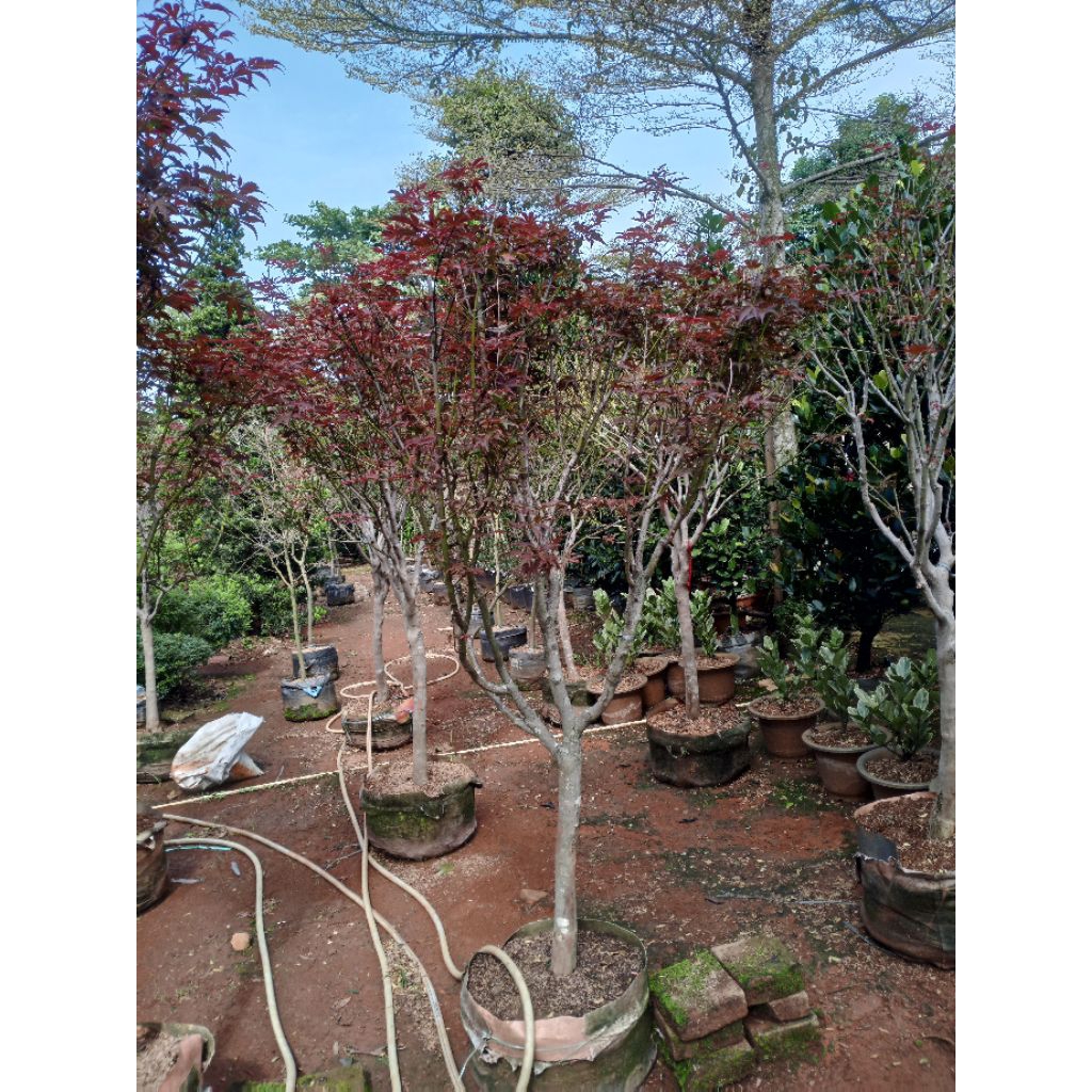 Pohon hias RED maple tinggi 2meter