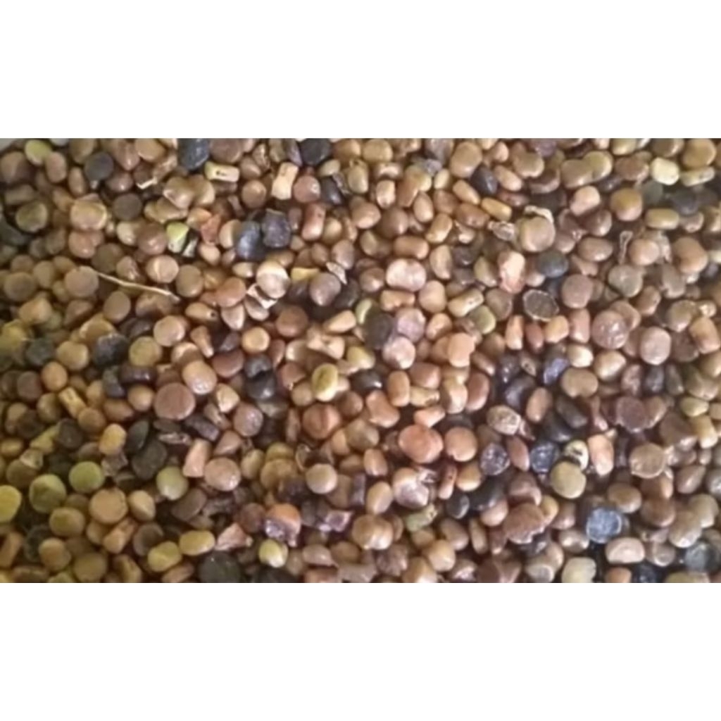 biji indigofera 1000 biji