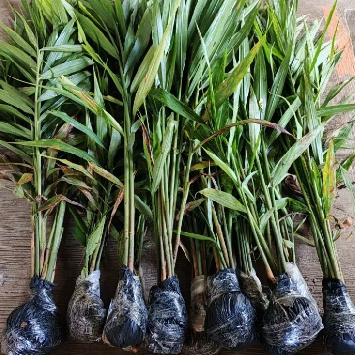 benih atou bibit tanaman jahe merah super bibit jahe merah siap tanam