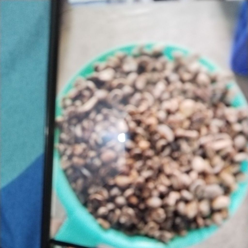 1Kg Biji Kopi Hijau Arabika Gayo Lues - 100% Murni, Full Wash, Kualitas Eksport