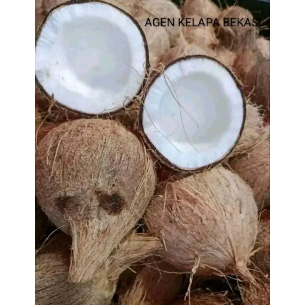 KELAPA  BULAT UTUH / KELAPA TUA GRADE A  /KELAPA BEKASI