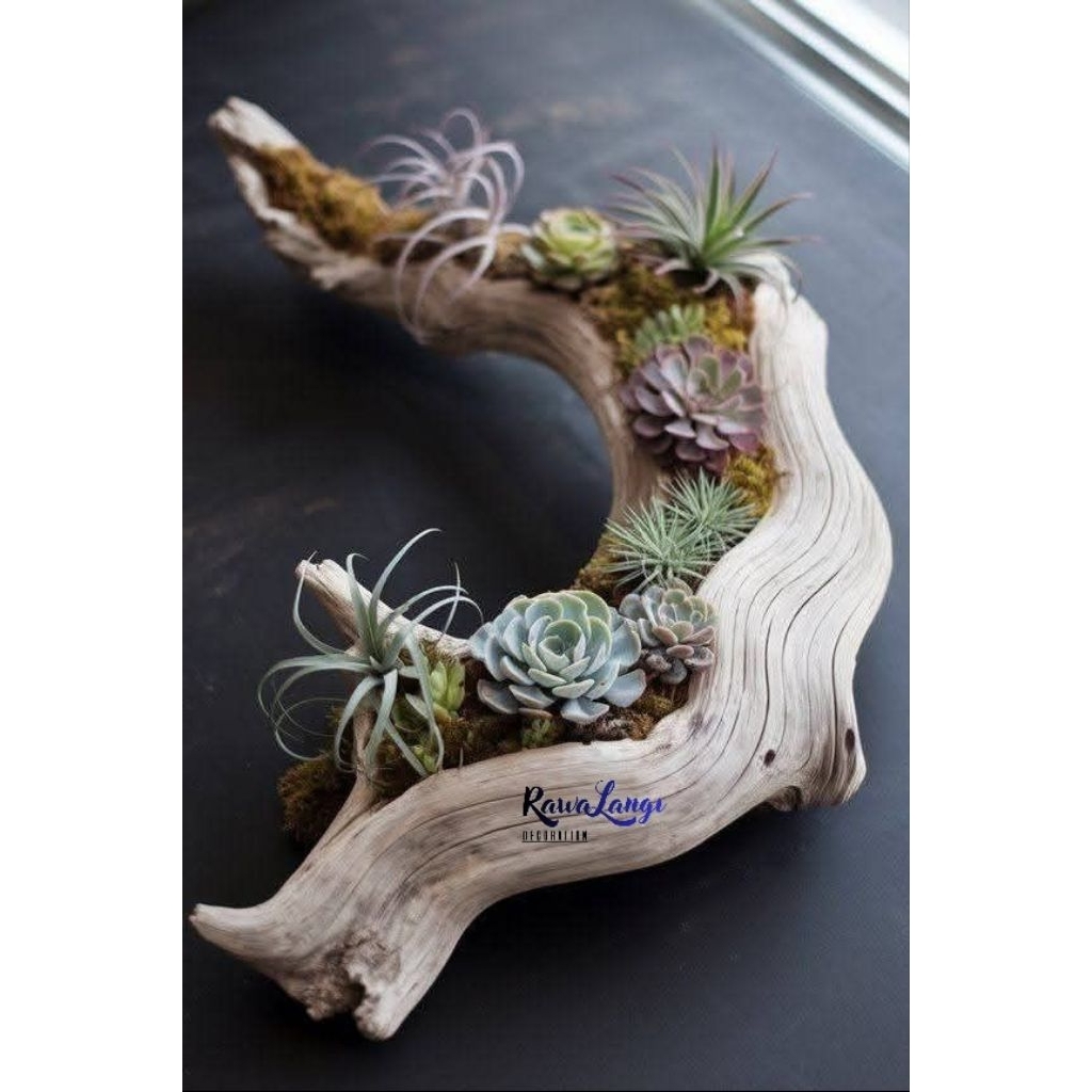 Pot Bunga dari kayu unik | media tanam kayu apung | Hiasan dinding Tanaman kayu estetik Sukulen