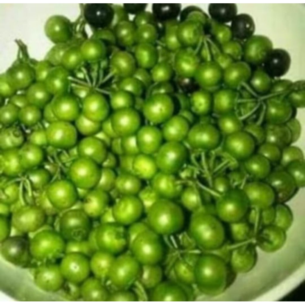 leunca segar kualitas super 1kg