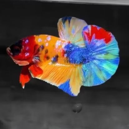 ikan cupang plakat multicolor bahan