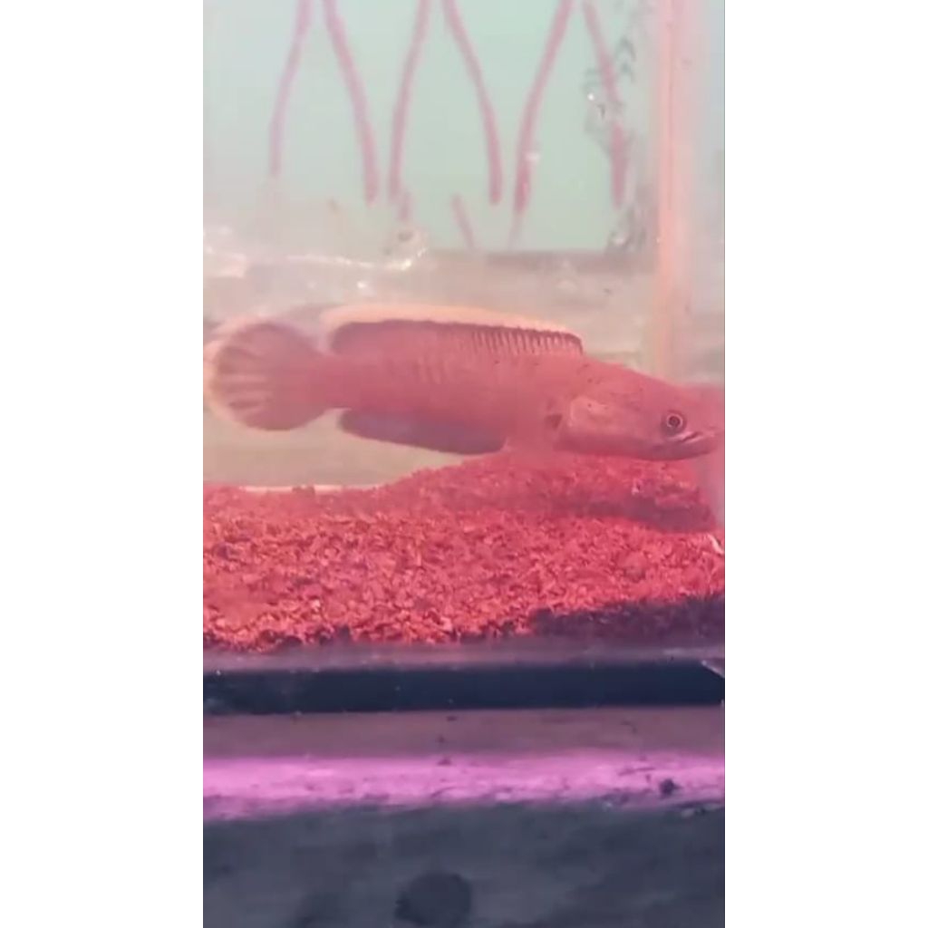 limbata cb lawu/wc 5-8cm