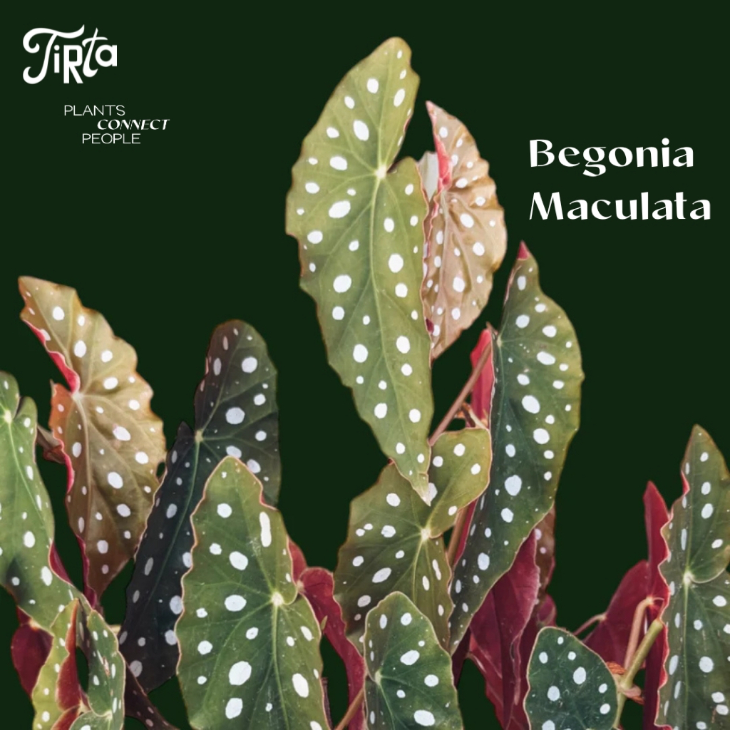 Begonia Maculata Polkadot