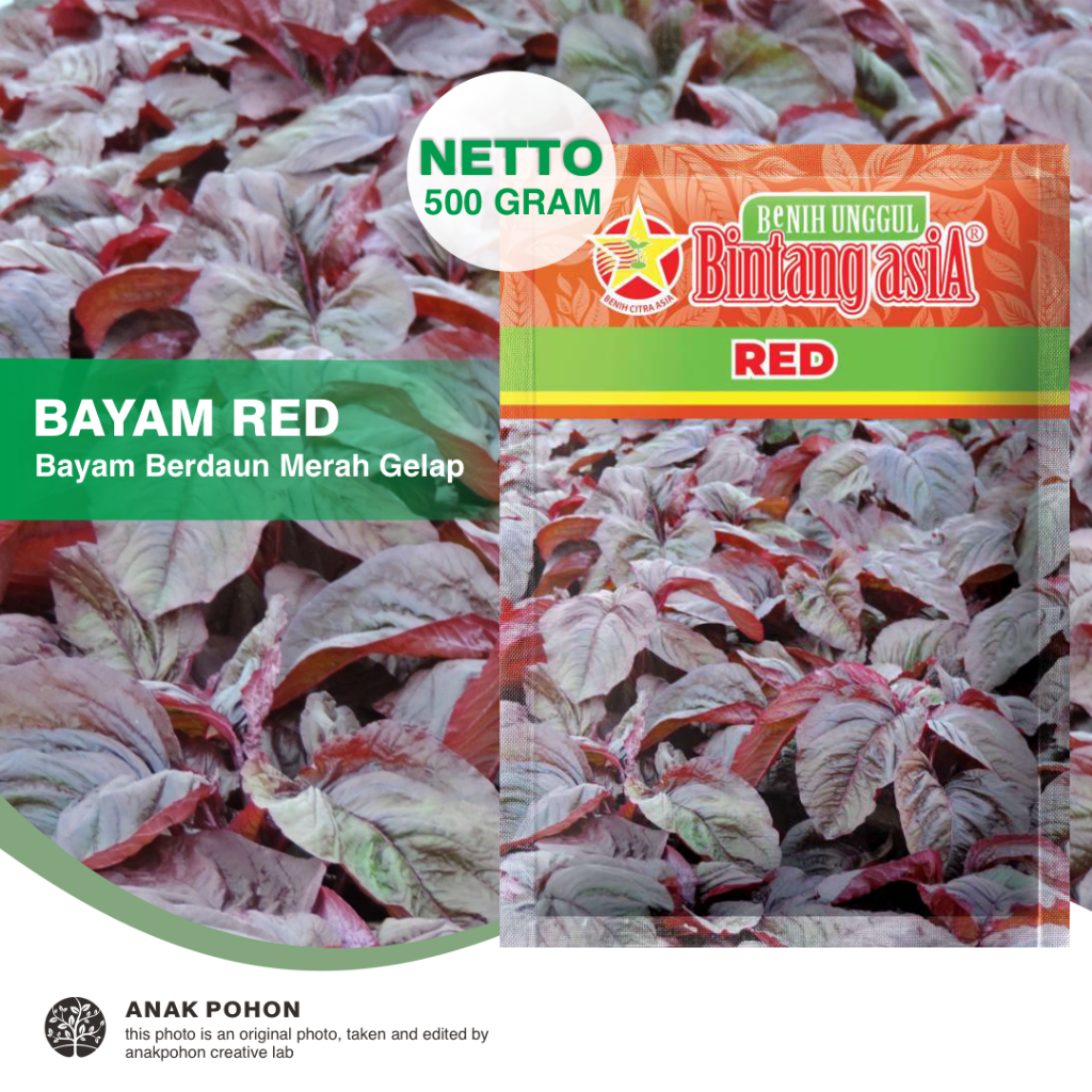 (1 PACK) Benih Bayam RED Cabut Berdaun Merah Gelap Seeds - Bintang Asia - 500 GRAM