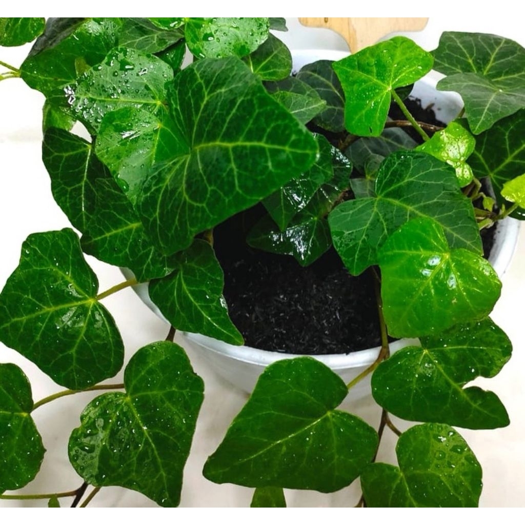 tanaman hias gantung rambat english ivy hijau daun tebal panjang 30-40cm