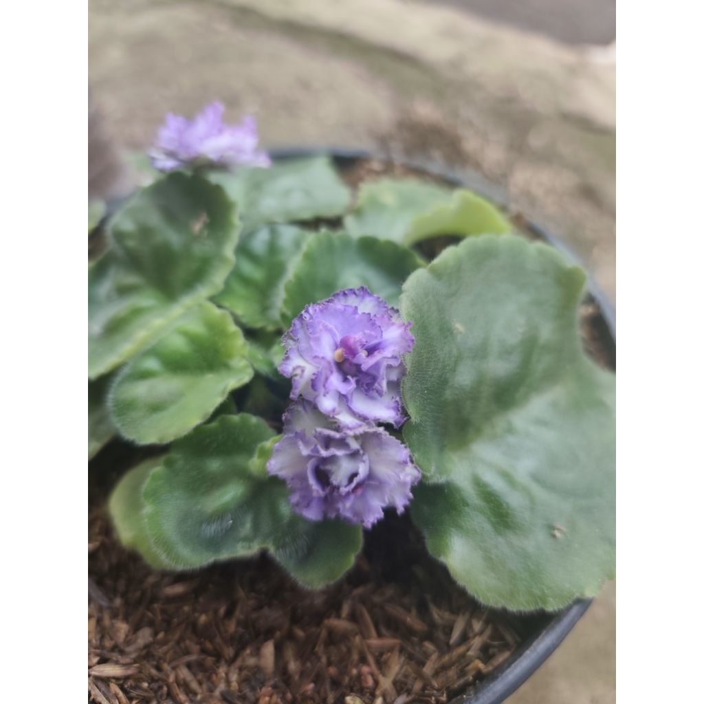 Beginonia Violces Putih ungu Keriting