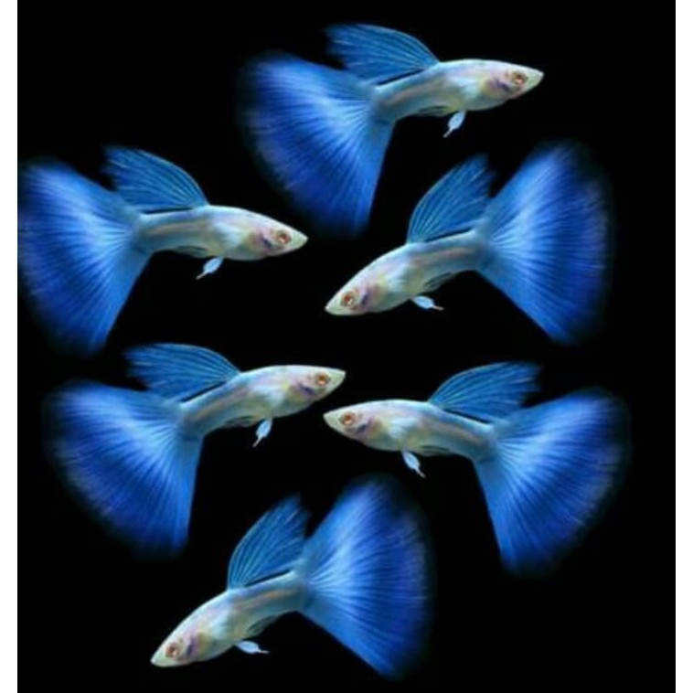 PAKET INDUKAN 50rb 4 EKOR - Ikan Hias Guppy Albino Sky Blue Topaz