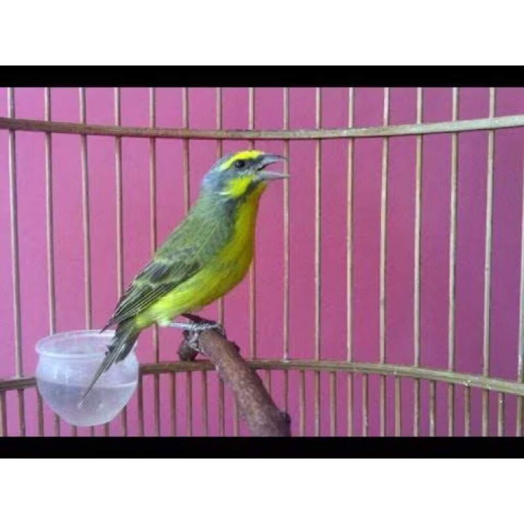 mozambik betina siapan pilihan