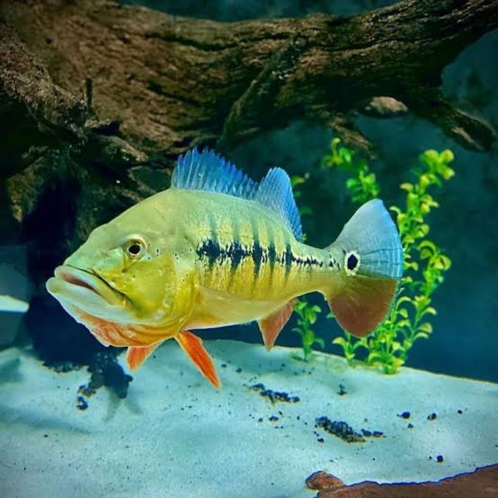 Pbass (Peacock Bass) Intermedia