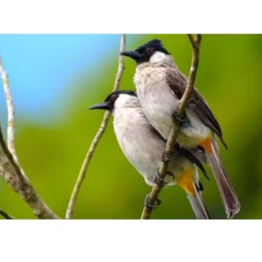 burung kutilang Jawa  sepasang/satu jodoh