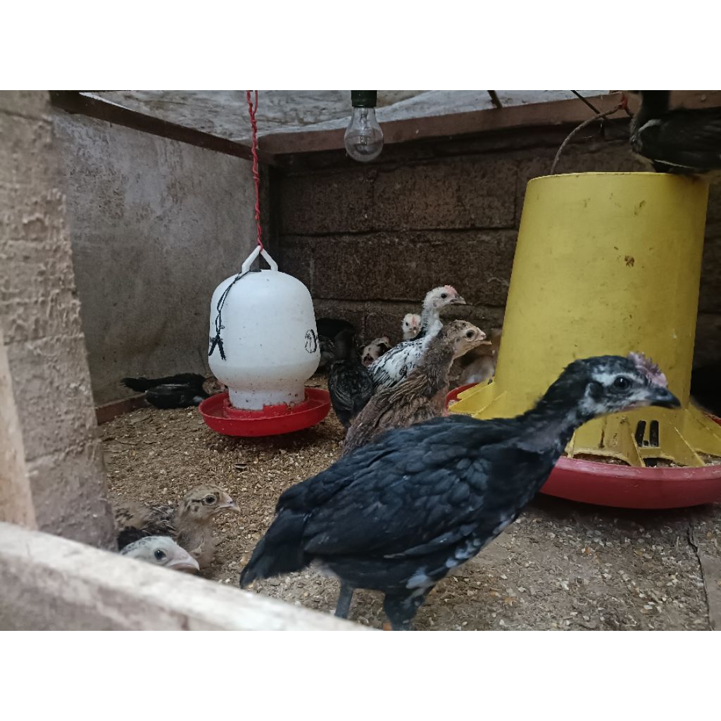 DOC ayam KUB 2 umur 1 bulan