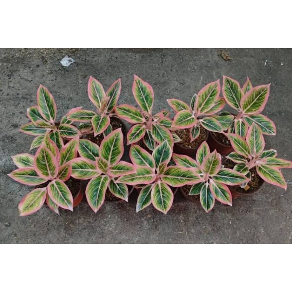 Tanaman Aglonema Lipstik Pink - Tanaman Hias Aglonema Lipstik Pink