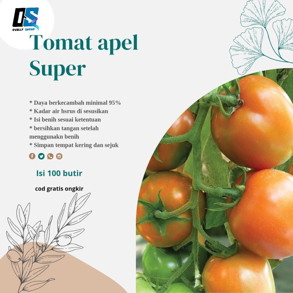 Biji benih tanaman buah tomat apel  ±100