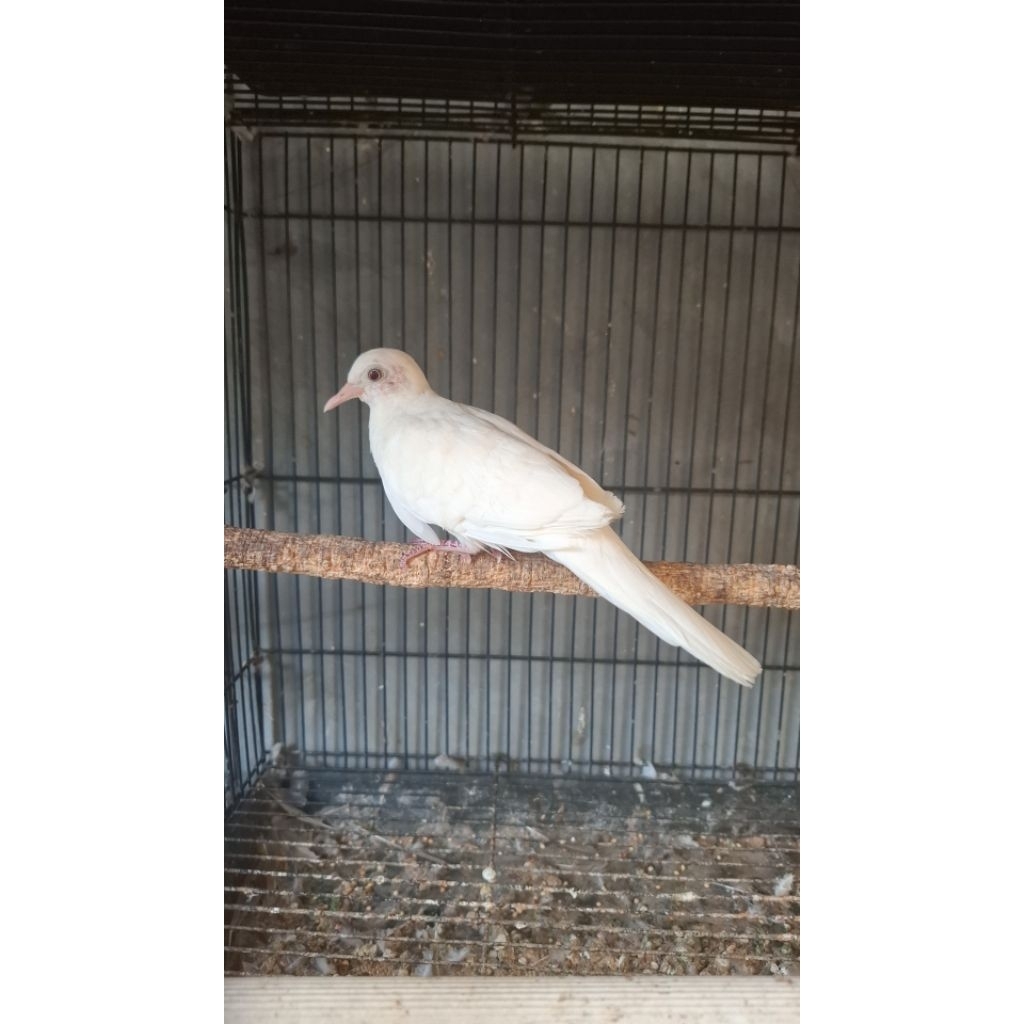 PERKUTUT PUTIH LURIK