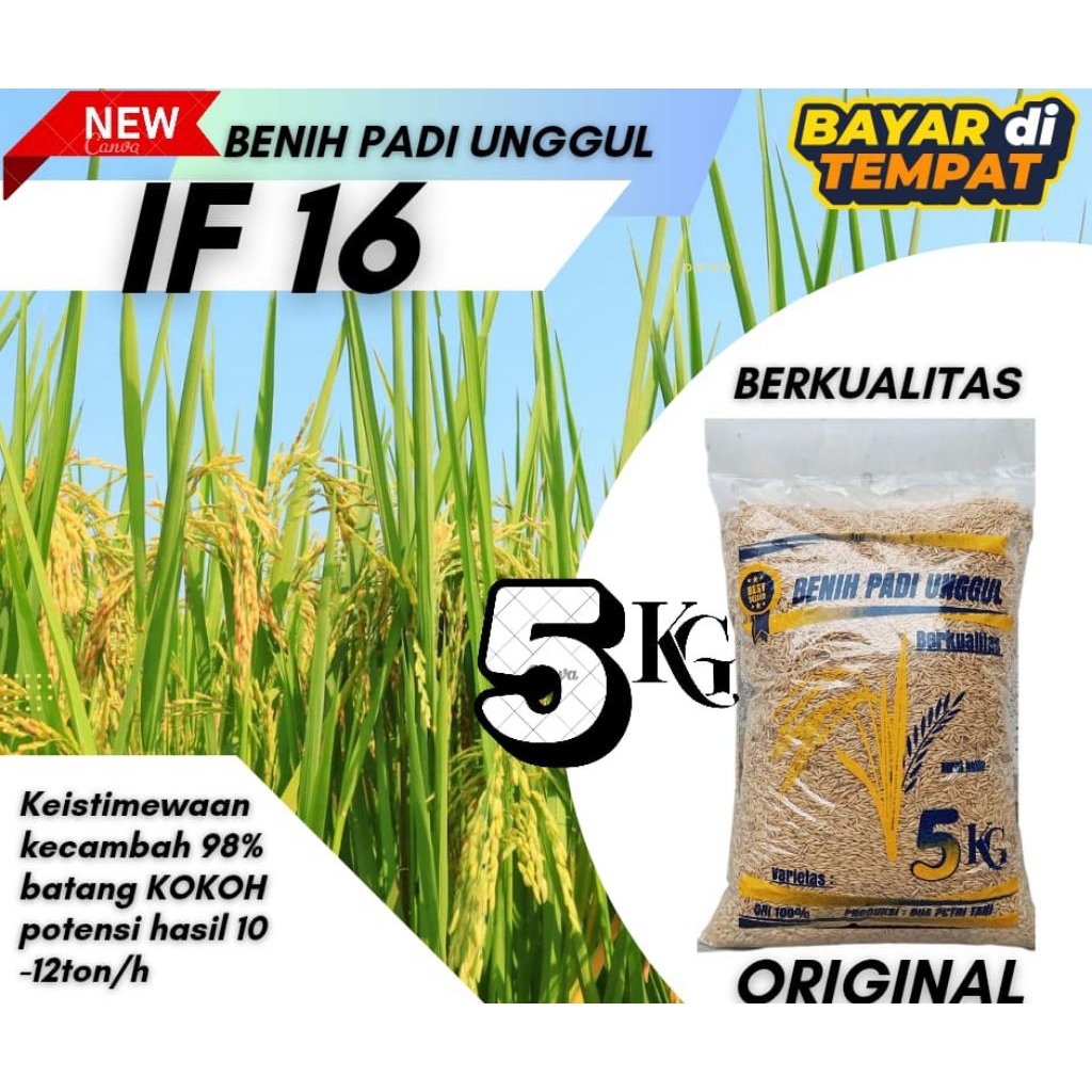 BENIH PADI UNGGUL IF 16 KEMASAN 5KG BERKUALITAS GALUR LOKAL