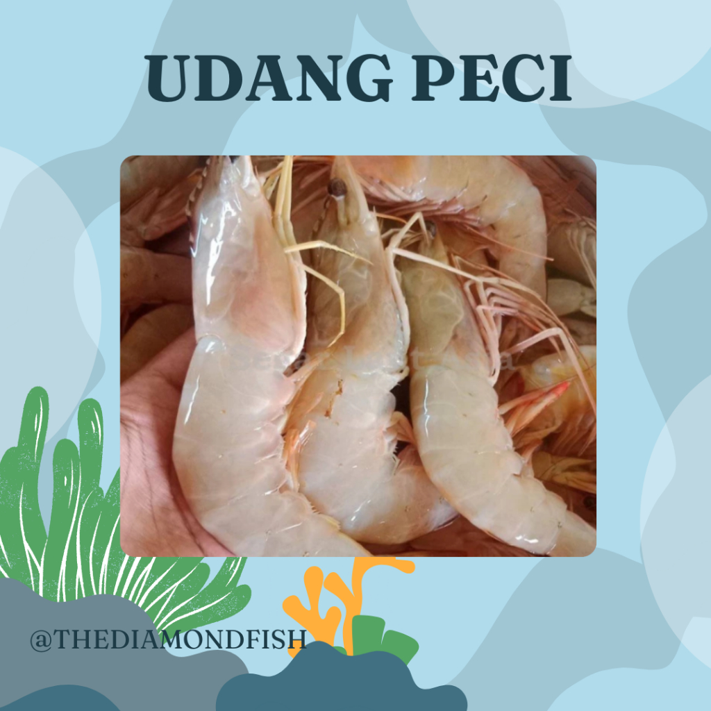 Udang 1Kg Udang Segar Udang Peci Jerbung 1Kg Udang Peci Jerbung Segar Seafood Udang Laut Segar