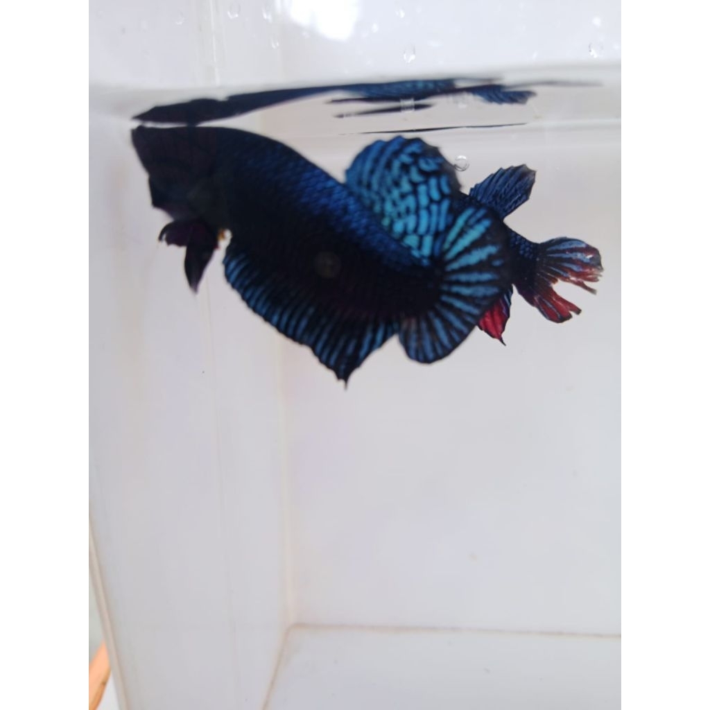 ikan cupang aduan sakai