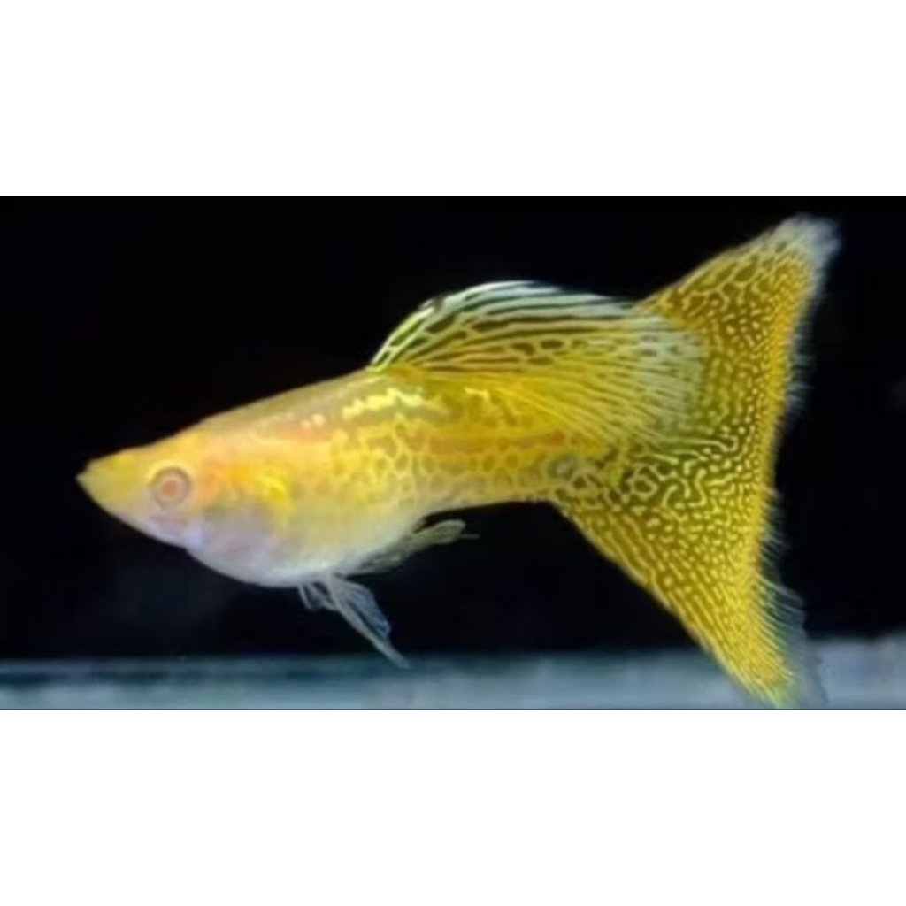guppy yellow lace / hiasan aquarium
