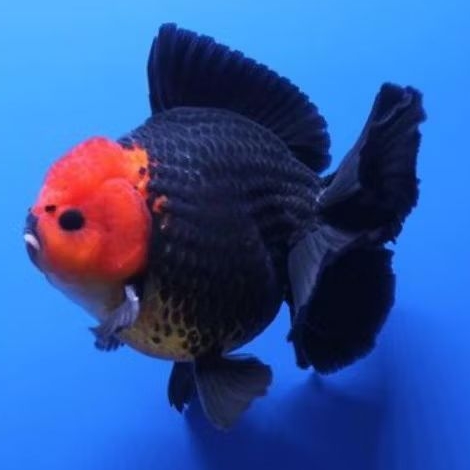 ikan koki oranda tancho short tail gemoy 11cm