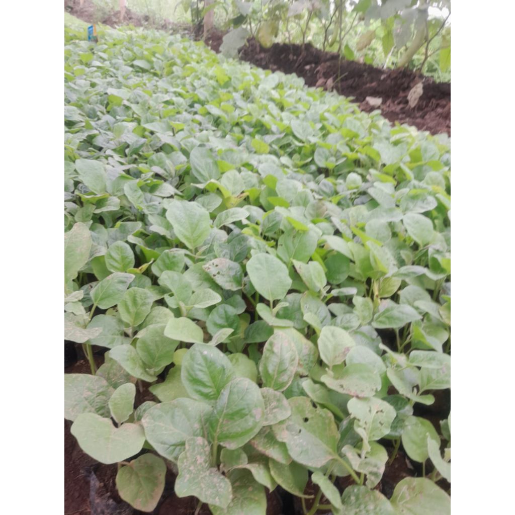 bibit terong ungu / hijau siap tanam polybag besar