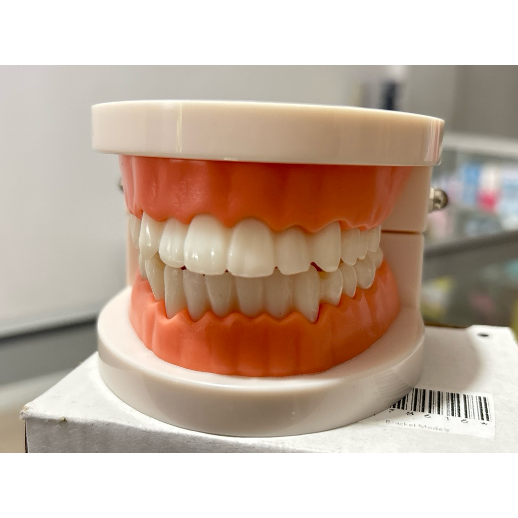 Model Gigi Edukasi Phantom Gigi Lepasan Model Study Gigi Alat Peraga Gigi Perlengkapan Medis