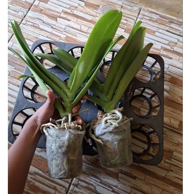 Promo Anggrek Bulan Paska Grade Premium Jumbo Isi 2 - Promo Anggrek Bulan Premium