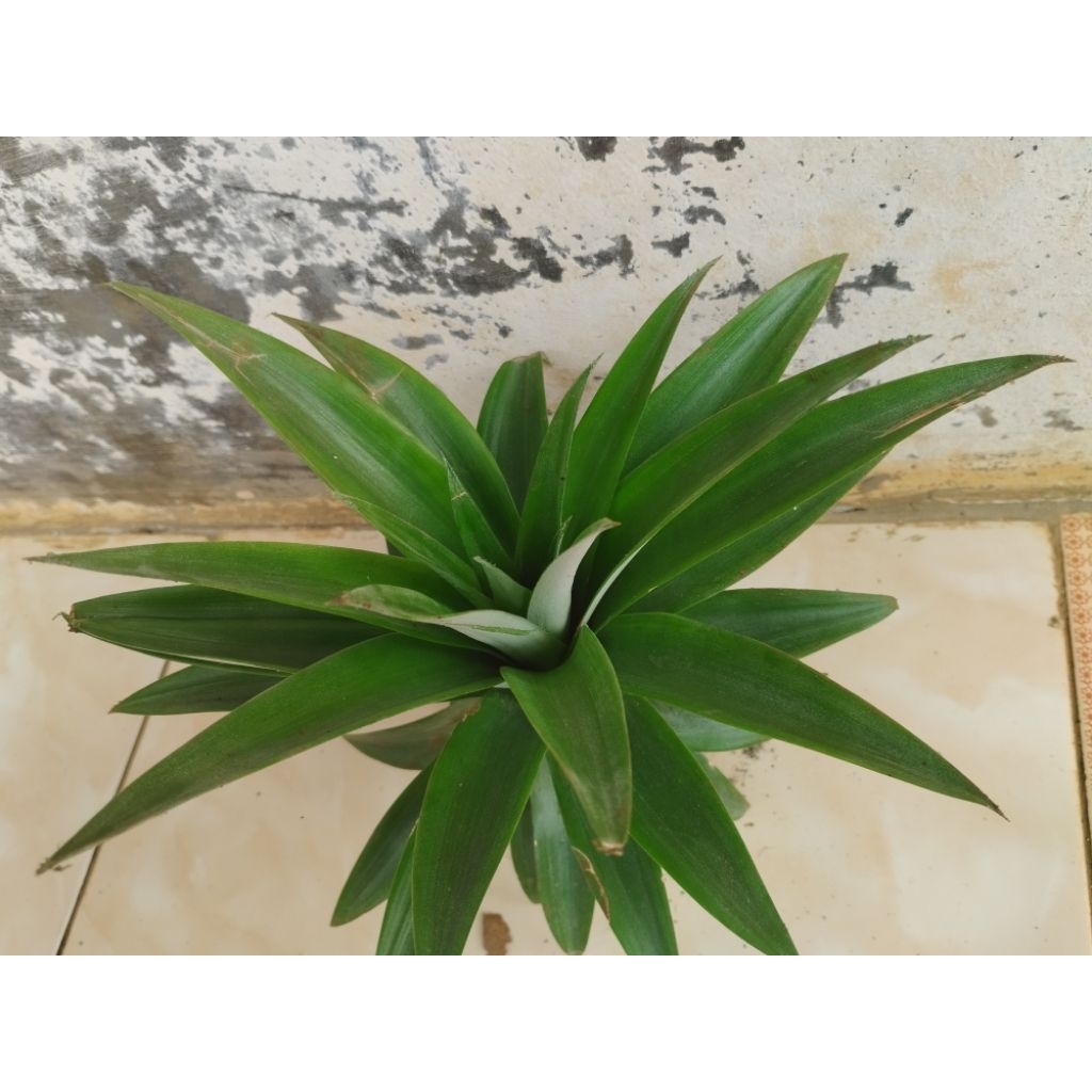 PROMO BIBIT NANAS SUBANG SIMADU