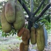 entres / mata tunas cempedak guling