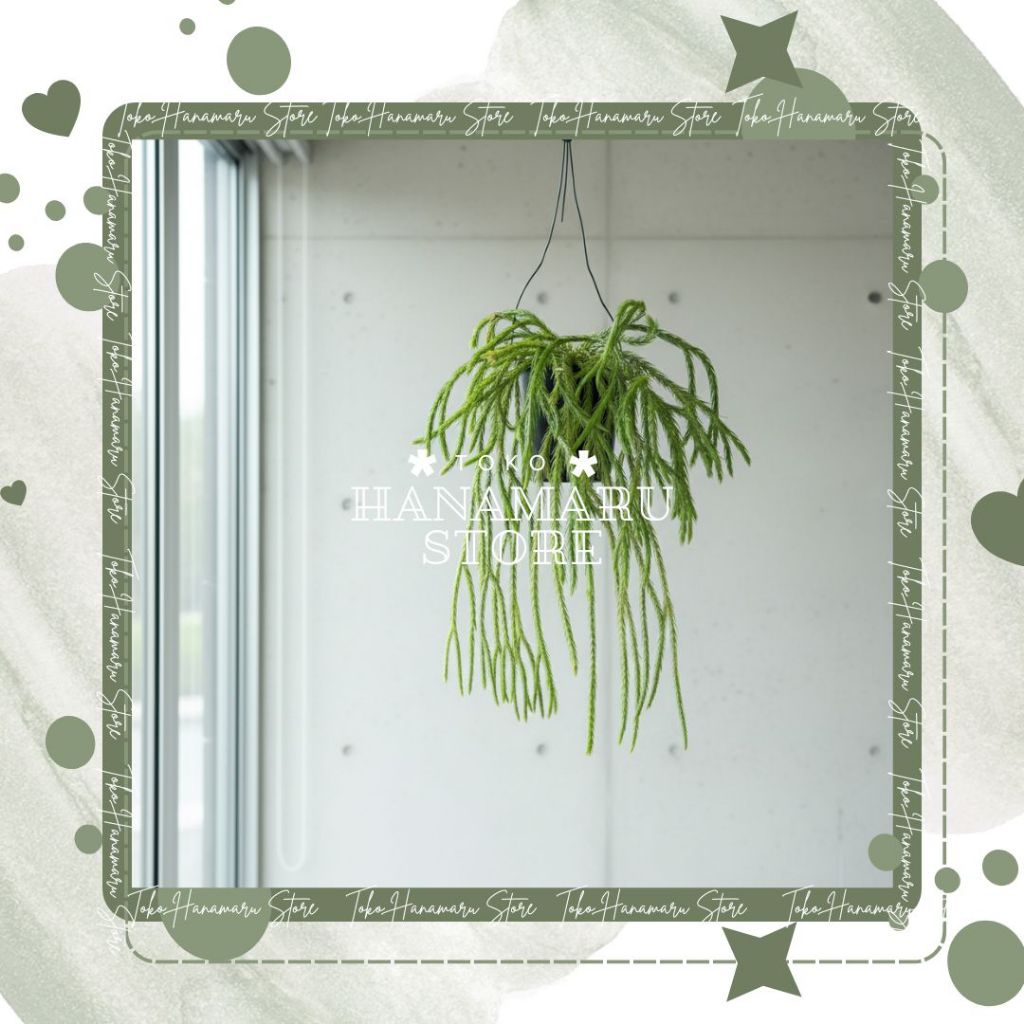 Rumpai Huperzia Carinata Kumpai Juntai Gantung Bulat