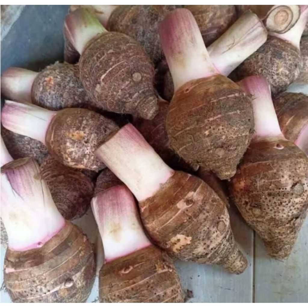 Talas Bogor talas ketan pulen 1 kg