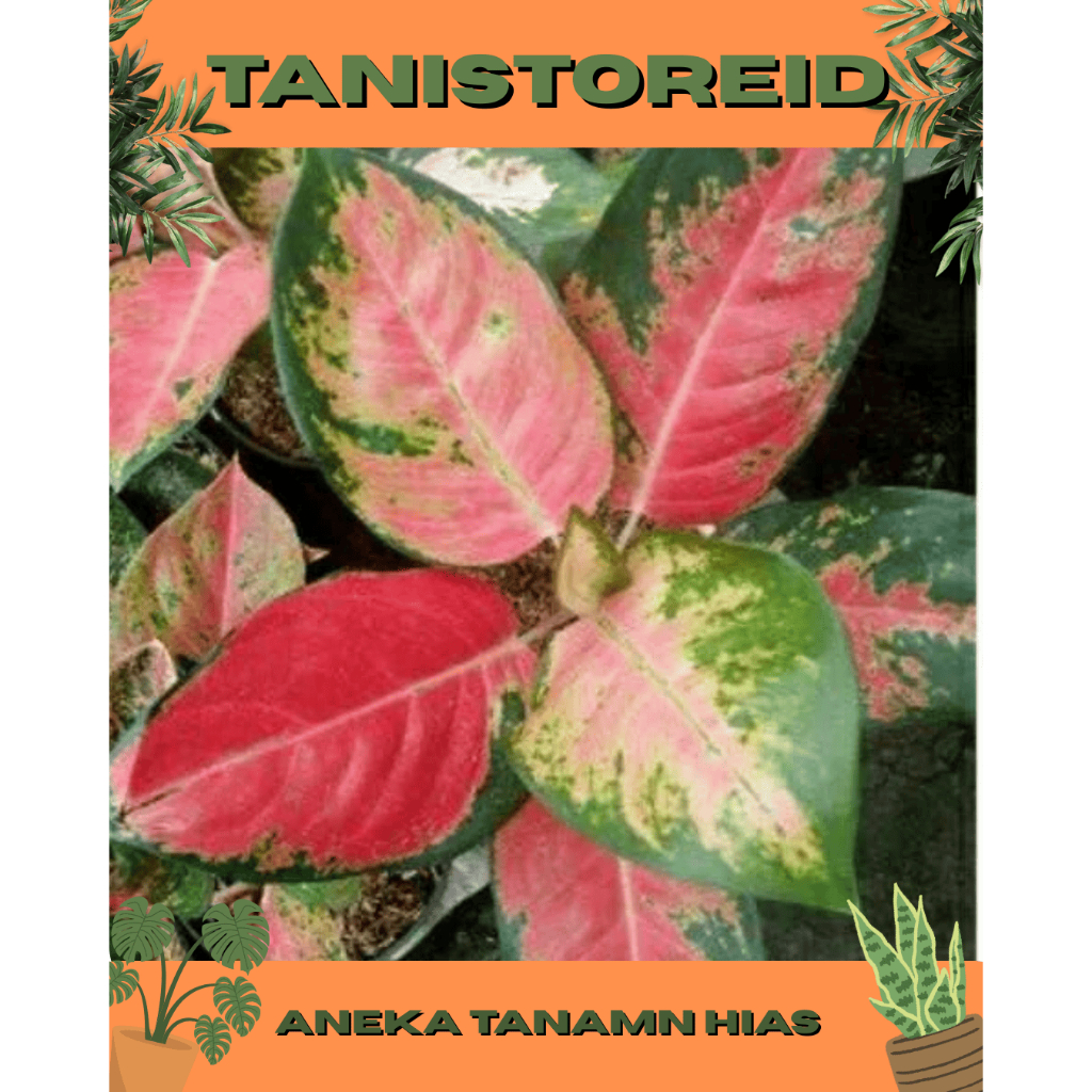 Tanaman hias aglonema kochin/ aglonema kochin