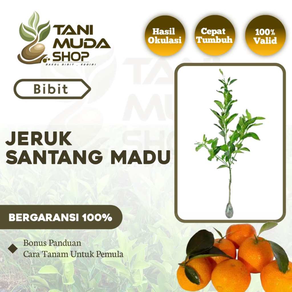 (kondisi berbuah) BIBIT JERUK SANTANG MADU - BIBIT JERUK SANTANG MADU - JERUK SANTANG MADU - SANTANG