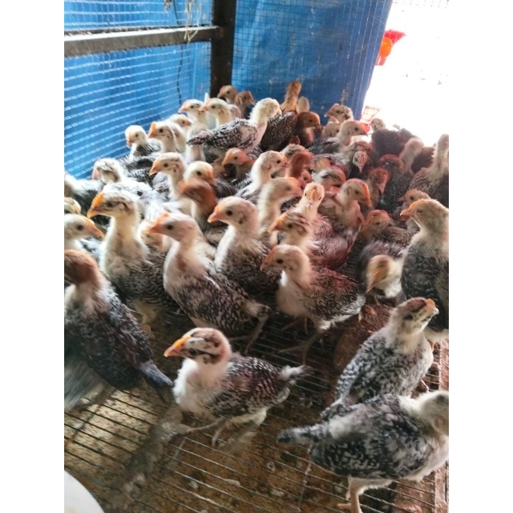 Ayam Arab - Ayam Kampung Arab - Bibit Ayam Kampung Arab - Bibit Ayam Arab