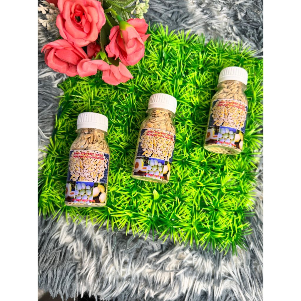 Benih Timun Suri Manohara Kualitas Super