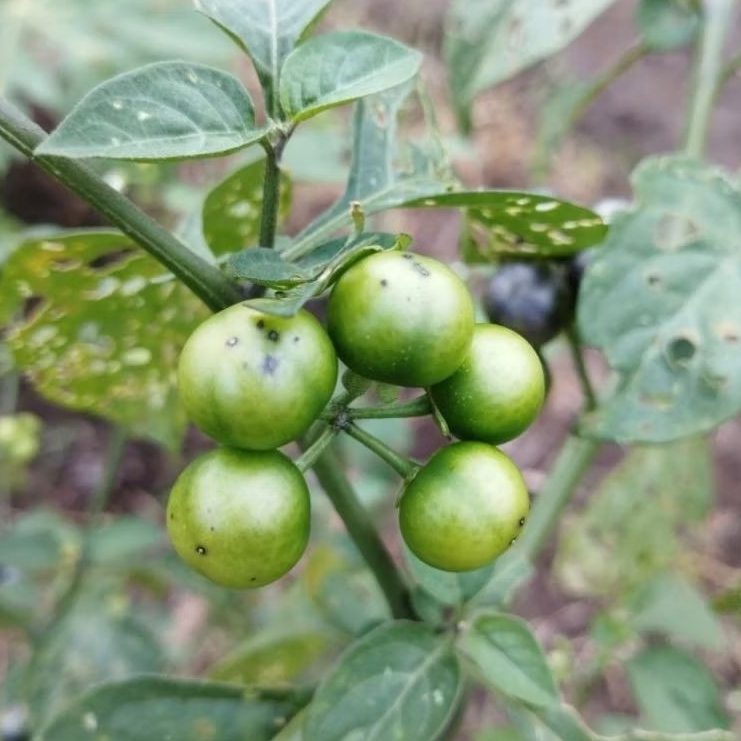 Sayuran Leunca/Lencak segar 1kg