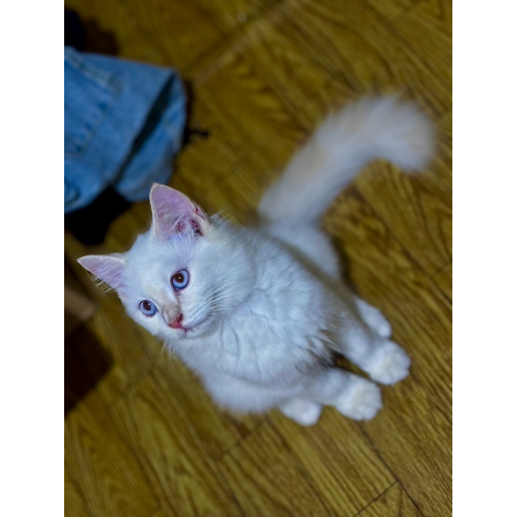 kitten ragdoll jantan