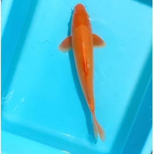 ikan koi blitar red karasi 34 cm