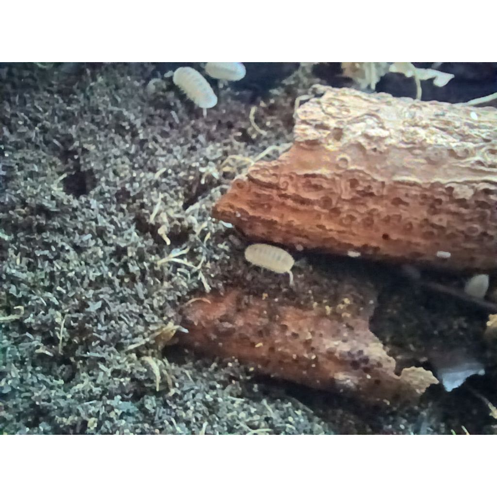 Isopoda Cubaris Murina