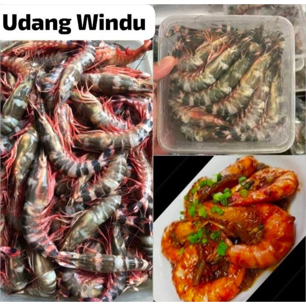 Udang Windu Frozen