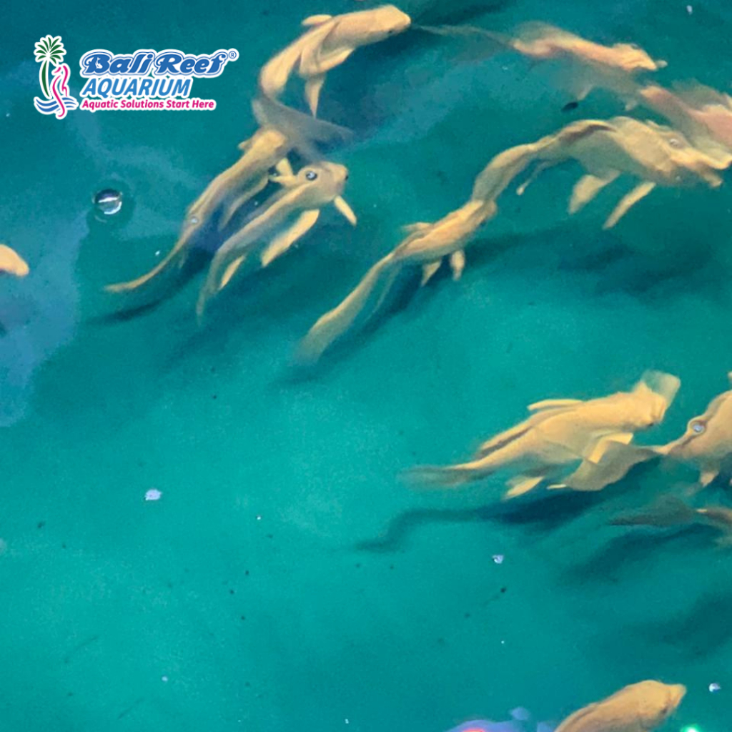 Ikan Hias Air Tawar Koi Slayer Hirenagagoi (Koi Slayer) Local S (12-15cm)