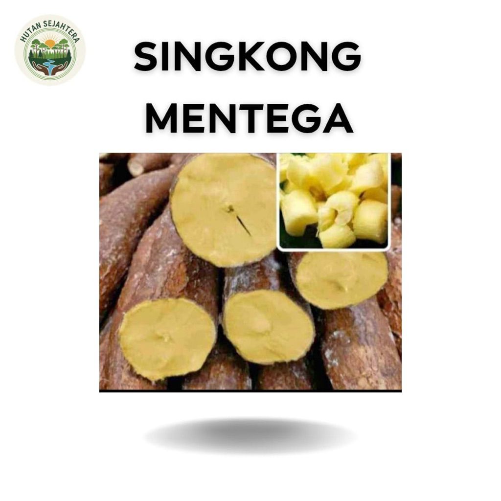 Termurah Singkong Mentega | Singkong Kuning 1kg