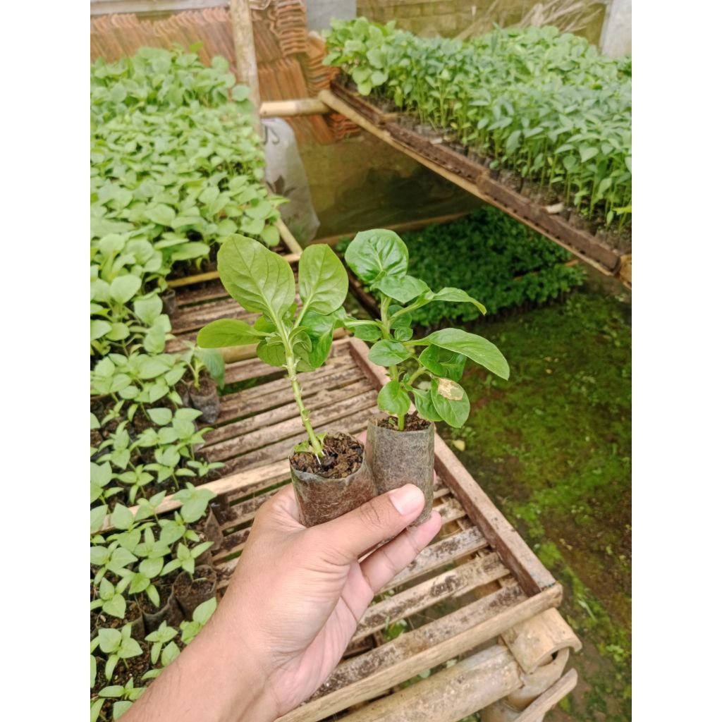 (10 POHON) BIBIT BAYAM BRAZIL - BIBIT BAYAM BRAZIL SIAP TANAM - BIBIT BAYAM BRAZIL SUDAH BERAKAR - B
